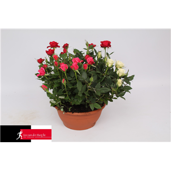 Vrtnica Kordana mix F00002816