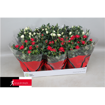 Vrtnica Kordana mix F00002817