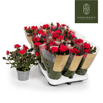 Vrtnica Red 'Mercedes Kordana Grande' F00002793