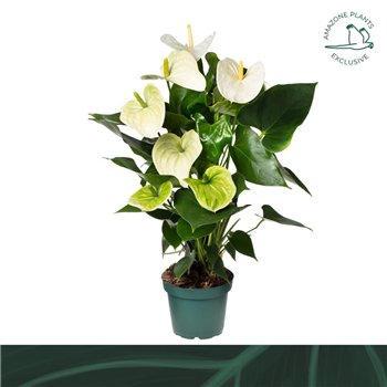 Anthurium andr  samora Samora 14cm5 fl 50cm 14cm Q407