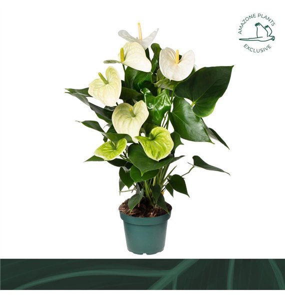 Anthurium andr  samora Samora 14cm5 fl 50cm 14cm Q407