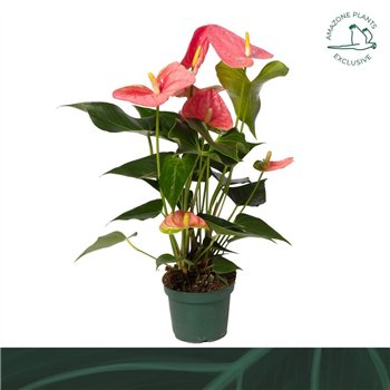 Anthurium andr  colorado Colorado 14cm5 fl 50cm 14cm Q409