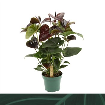 Anthurium andr  essencia Essencia 14cm5 fl 50cm 14cm Q412