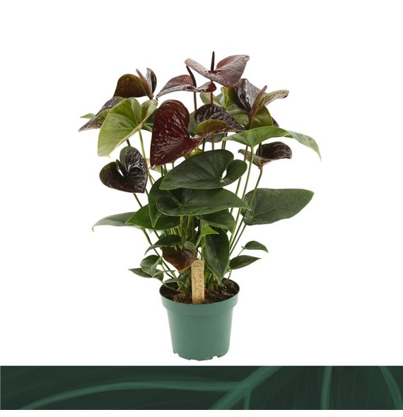 Anthurium andr  essencia Essencia 14cm5 fl 50cm 14cm Q412