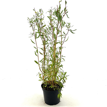 Salix sepulcralis 'Erythroflexuosa' F00008365