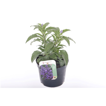 Salvia farinacea F00007208