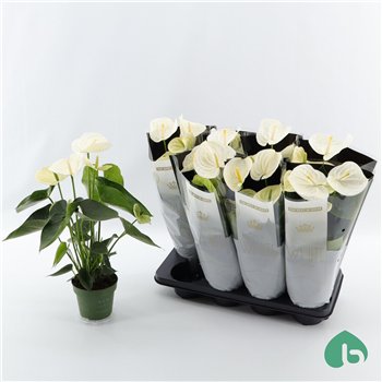Anthurium andr  alpine Royal White Big Flowers Alpine 5 fl 50cm 14cm Q431