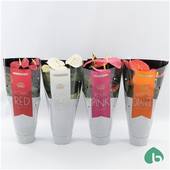 Anthurium andr  mix Royal Mix Big Flowers 3 4 Colors 5 fl 50cm 14cm Q437