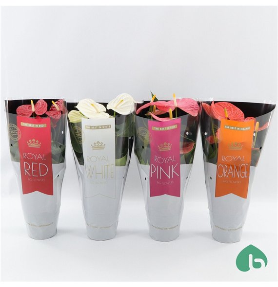 Anthurium andr  mix Royal Mix Big Flowers 3 4 Colors 5 fl 50cm 14cm Q437