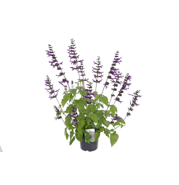 Salvia hybr 'Amistad' F00007217
