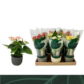 Anthurium andr  mix 4 colours - Luxe keramiek3 fl 25cm 9cm Q439
