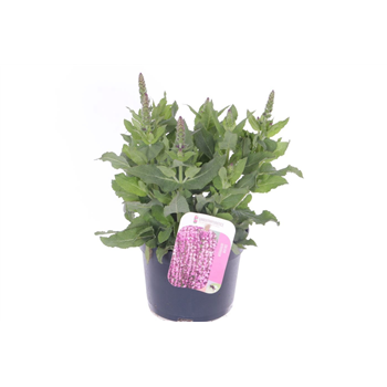 Salvia nemorosa 'Sensation Deep Rose' F00007203