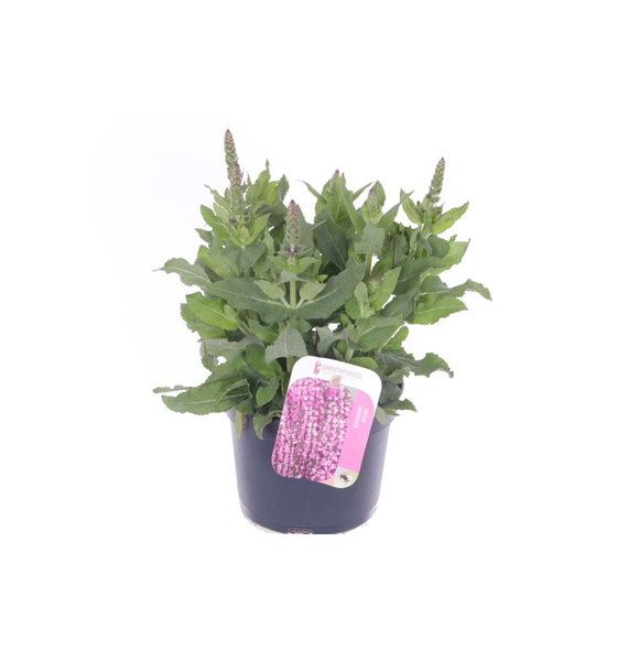 Salvia nemorosa 'Sensation Deep Rose' F00007203