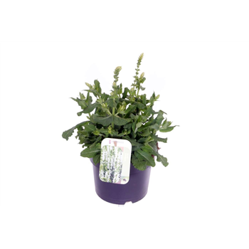 Salvia nemorosa 'Sensation White' F00007206