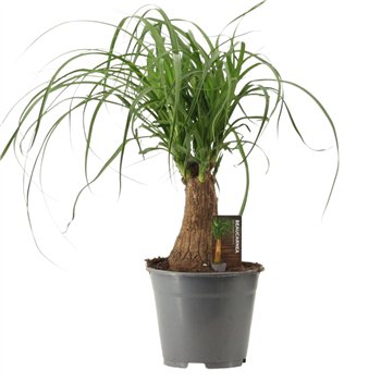 Nolina Beaucarnea recurvata straight 14 cm compacte stem 1 stems plnt 40cm 14cm Q735