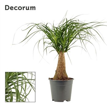 Nolina Beaucarnea recurvata straight 14cm Decorum 40cm 14cm Q769