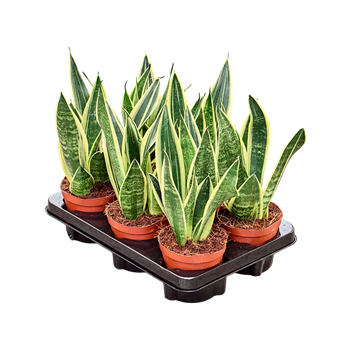 Taščin jezik - Taščin jezik - Sanseveria Canary 6/tray F00000502