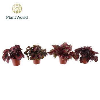 Begonija leaf rex mix Love 3 - 4 kinds pp 25cm 12cm Q831