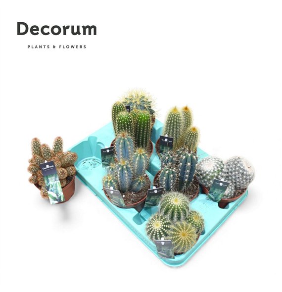 Kaktus mix Mix (Decorum) 18cm 10.5cm Q881