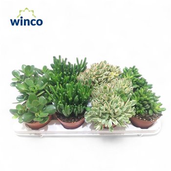 Crassula mix 20cm 12cm Q990
