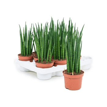 Taščin jezik - Taščin jezik - Sanseveria cylindrica 'Mikado' 11/tray 4SAMIBP05