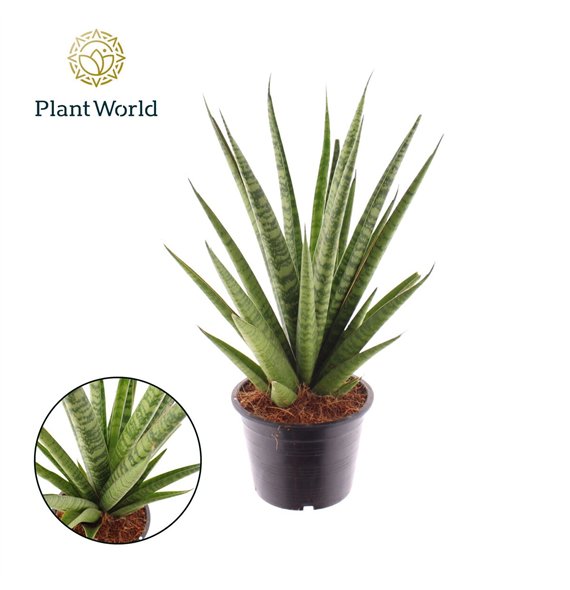 Taščin jezik - Sanseveria trifciata Pineapple 45cm 14cm Q1006