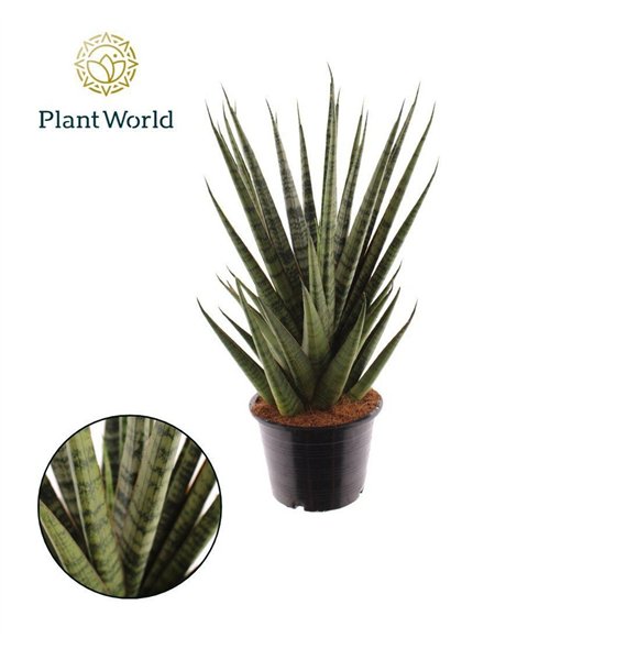 Taščin jezik - Sanseveria cylindrica Sem 35cm 14cm Q1048