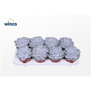 Echeveria lilacina Lilacina1 fl 20cm 12cm Q1127