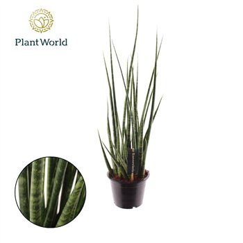 Taščin jezik - Sanseveria cylindrica Digitorum other pp 70cm 14cm Q1142