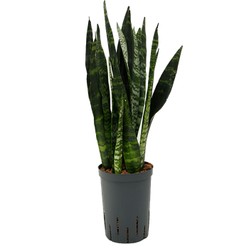 Taščin jezik - Taščin jezik - Sanseveria trifasciata 'Black Coral' 1SACBTU12