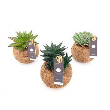 Sukulente mix Kokodama 12 cm Succulent (No string) 25cm 12cm Q1523