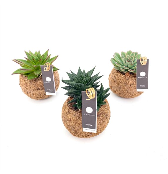 Sukulente mix Kokodama 12 cm Succulent (No string) 25cm 12cm Q1523