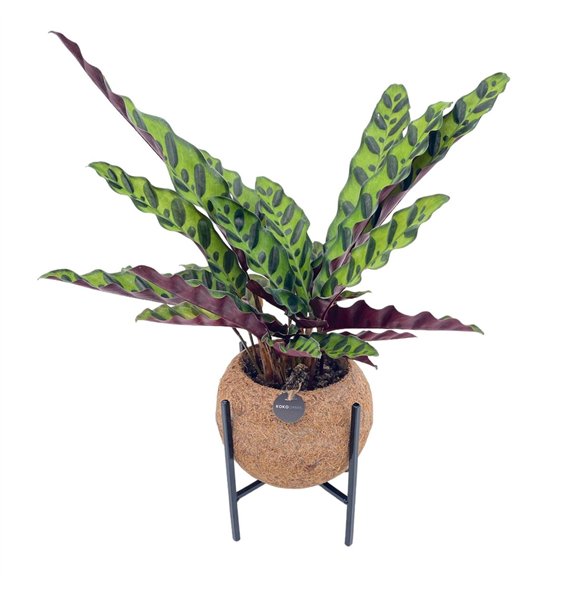 Kalateja mix Kokodama 15 cm Industrial (no sting) 1 pp 25cm 15cm Q2213