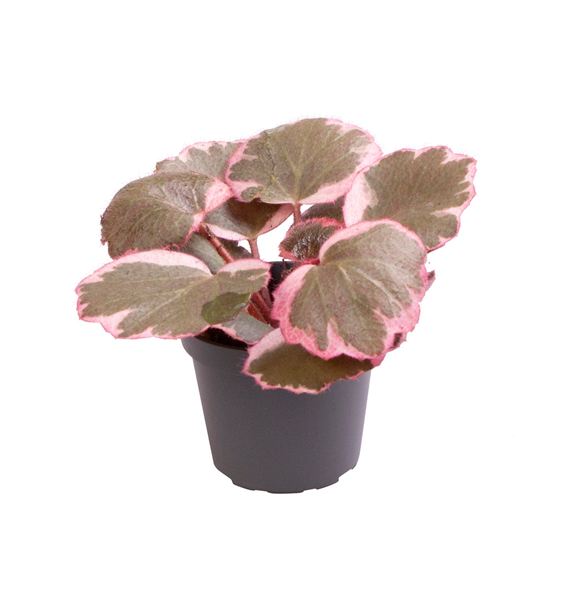 Saxifraga Variegata F00002061