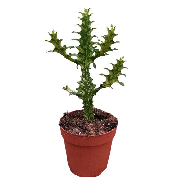 Plants Euphorbia Lactea Variegata 1 pp 40cm 14cm Q2312