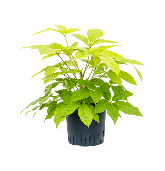 Šeflera actinophylla 'Golden Amate' 1SCGATU22