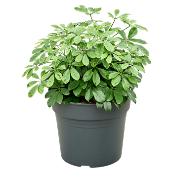 Šeflera arboricola 'Compacta' 4SCARBU34