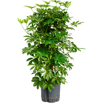 Šeflera arboricola 'Compacta' 1SCARSS21