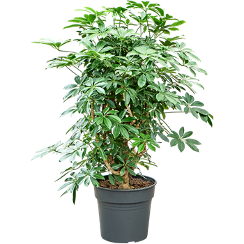 Šeflera arboricola 'Compacta' 4SCARSS40