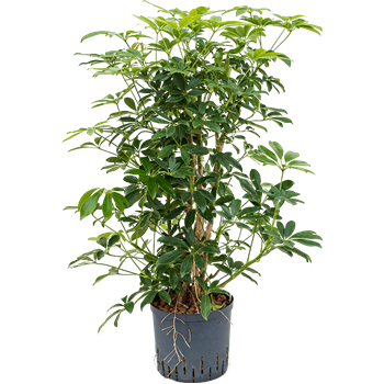 Šeflera arboricola 'Compacta' 1SCARVT01