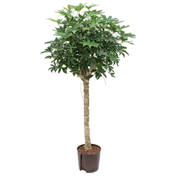 Šeflera arboricola 'Compacta' 1SCARRS04