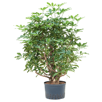 Šeflera arboricola 'Compacta' 1SCARVT04