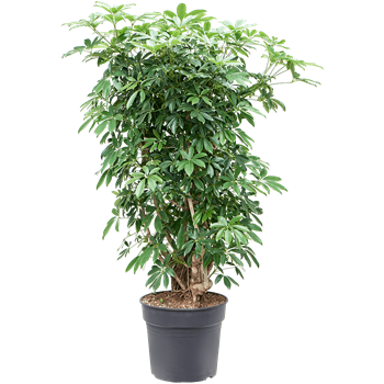 Šeflera arboricola 'Compacta' 4SCARVT35
