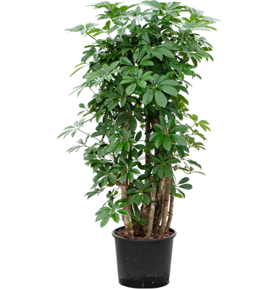 Šeflera arboricola 'Compacta' 1SCARSS23