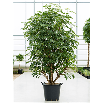 Šeflera arboricola 'Compacta' 4SCARVT56