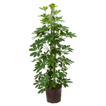 Šeflera arboricola 'Compacta' 1SCAR3T10