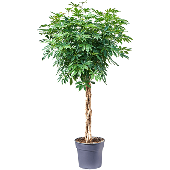 Šeflera arboricola 'Compacta' 4SCARGS34