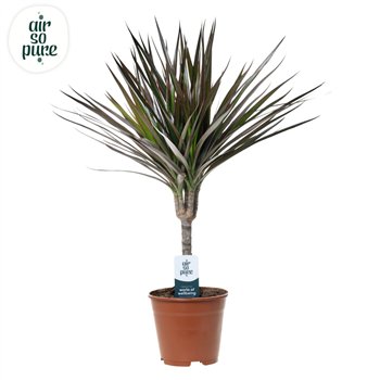 Dracena marg  magenta Magenta p14 1 pp 55cm 14cm Q2599