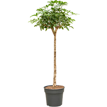 Šeflera arboricola 'Compacta' 4SCARRS10