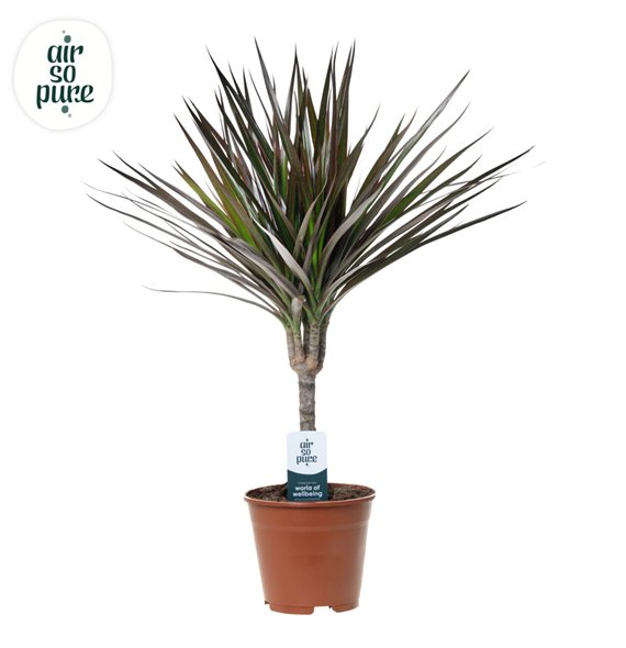 Dracena marg  magenta Magenta p14 (Air So Pure) 1 pp 55cm 14cm Q2699
